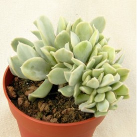 Echeveria runyonii 'Topsy Turvy' form. cristata
