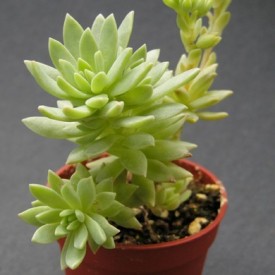 Graptosedum 'Mediterraneo Mistero '