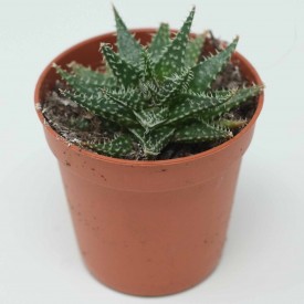 Aloe descoingsii x haworthioides
