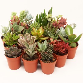 Mixed collections - Pot of 8cm