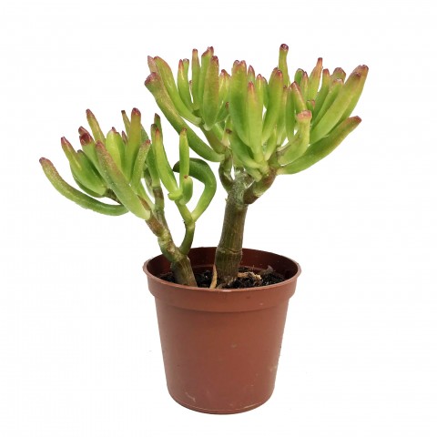 Crassula ovata 'Gollum'