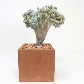 Echeveria pulvinata 'Fosty' form. cristata - en3