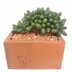 Pachyphytum compact 'Viride' form. cristata - en1