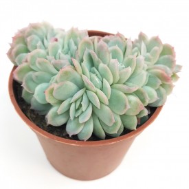 Echeveria elegans form. cristata
