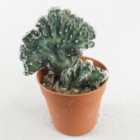 Monvillea spegazzinii form. Cristata