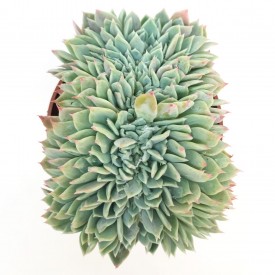 Echeveria secunda var. pumila form. cristata - En1