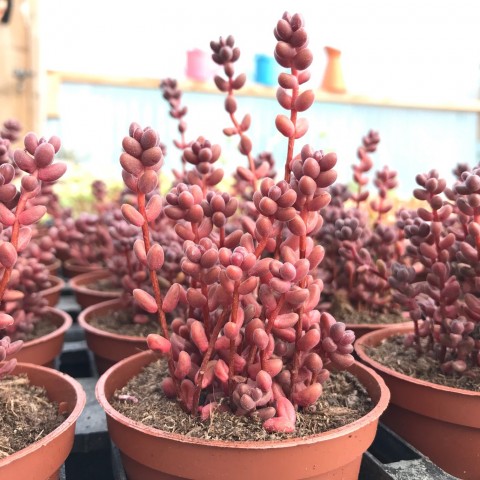 Sedum stahlii