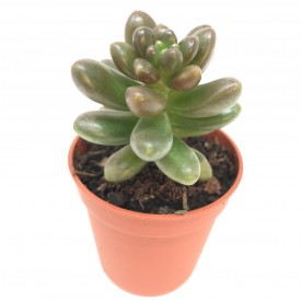 Cremnosedum 'Crocodile'