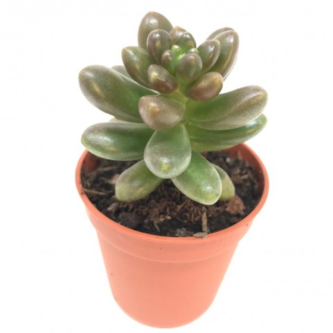 Cremnosedum 'Crocodile'