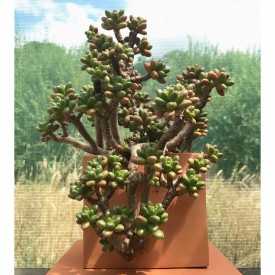 Cremnosedum 'Crocodile'