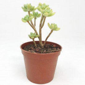 Echeveria macdougalii