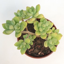 Echeveria macdougalii