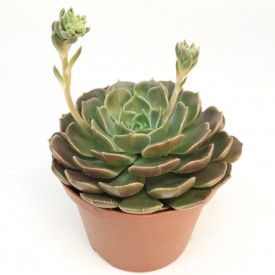 Echeveria 'Brown Rose' - Pot de 10,5cm
