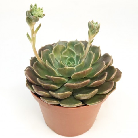 Echeveria 'Brown Rose' - Pot de 10,5cm