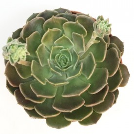 Echeveria 'Brown Rose' - Pot de 10,5cm