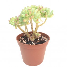 Sedum pachyphyllum form. cristata - Pot de 8cm
