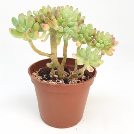 Sedum pachyphyllum form. cristata