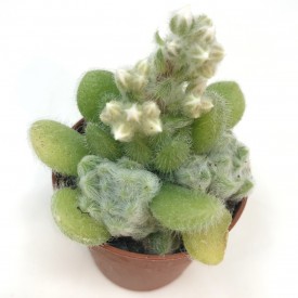 Sedum hintonii