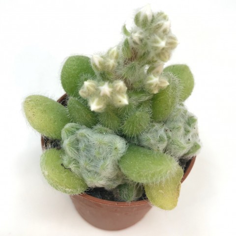 Sedum hintonii
