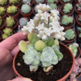 Sedum hintonii