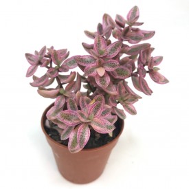 Sedum volkensii form. variegata