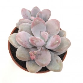 Graptopetalum amethystinum