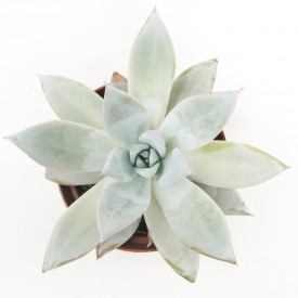 Echeveria 'Mexican Giant'