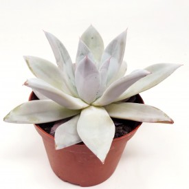 Echeveria 'Mexican Giant'
