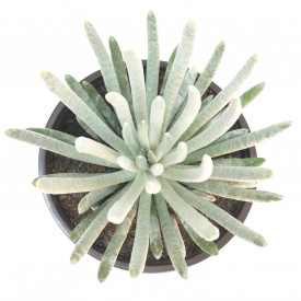 Senecio scaposus