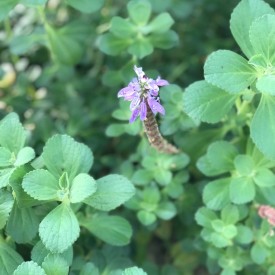 Plectranthus caninus