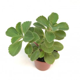 Plectranthus caninus
