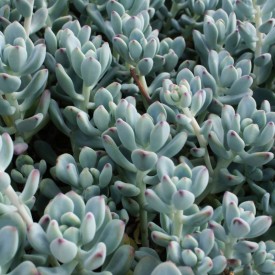 Sedum commixtum
