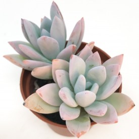 Pachyveria 'Powder Puff'