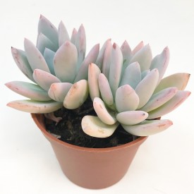 Pachyveria 'Powder Puff'