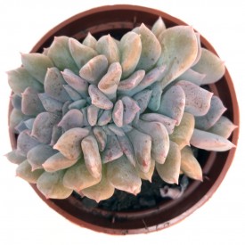 Echeveria 'Cubic Frost' cristata