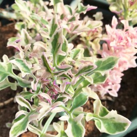 Senecio articulatus 'variegata'
