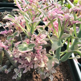 Senecio articulatus 'variegata'