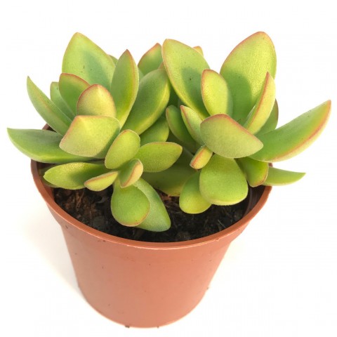 Crassula swaziensis 'Variegata'