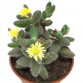 Delosperma echinatum