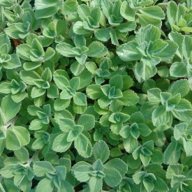 Plectranthus caninus