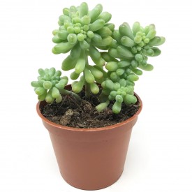 Sedum pachyphyllum form. cristata