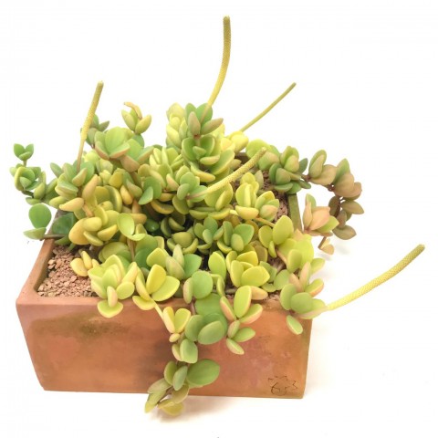 Peperomia rotundifolia