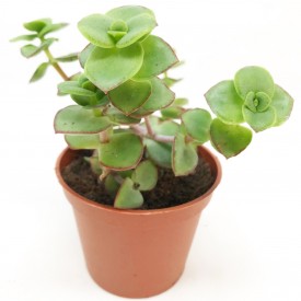 Crassula pellucida ssp. marginalis