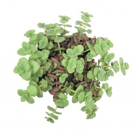 Crassula pellucida ssp. marginalis