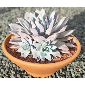 Echeveria 'Mexican Giant'