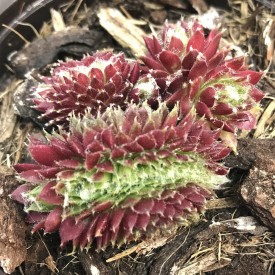 Sempervivum lumeseen cristata