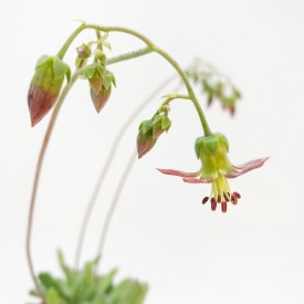 Cotyledon papillaris