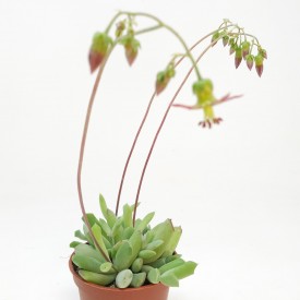Cotyledon papillaris