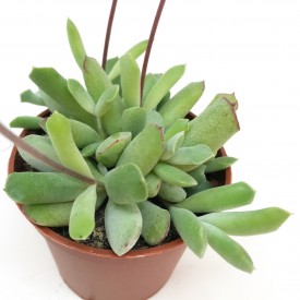 Cotyledon papillaris