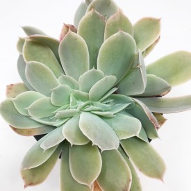 Echeveria 'Domingo' form. cristata